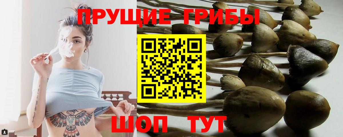 Протвино  Псилоцибиновые грибы Psilocybine cubensis  Галлюциногенные грибы прущие грибы  Вход с VPN 